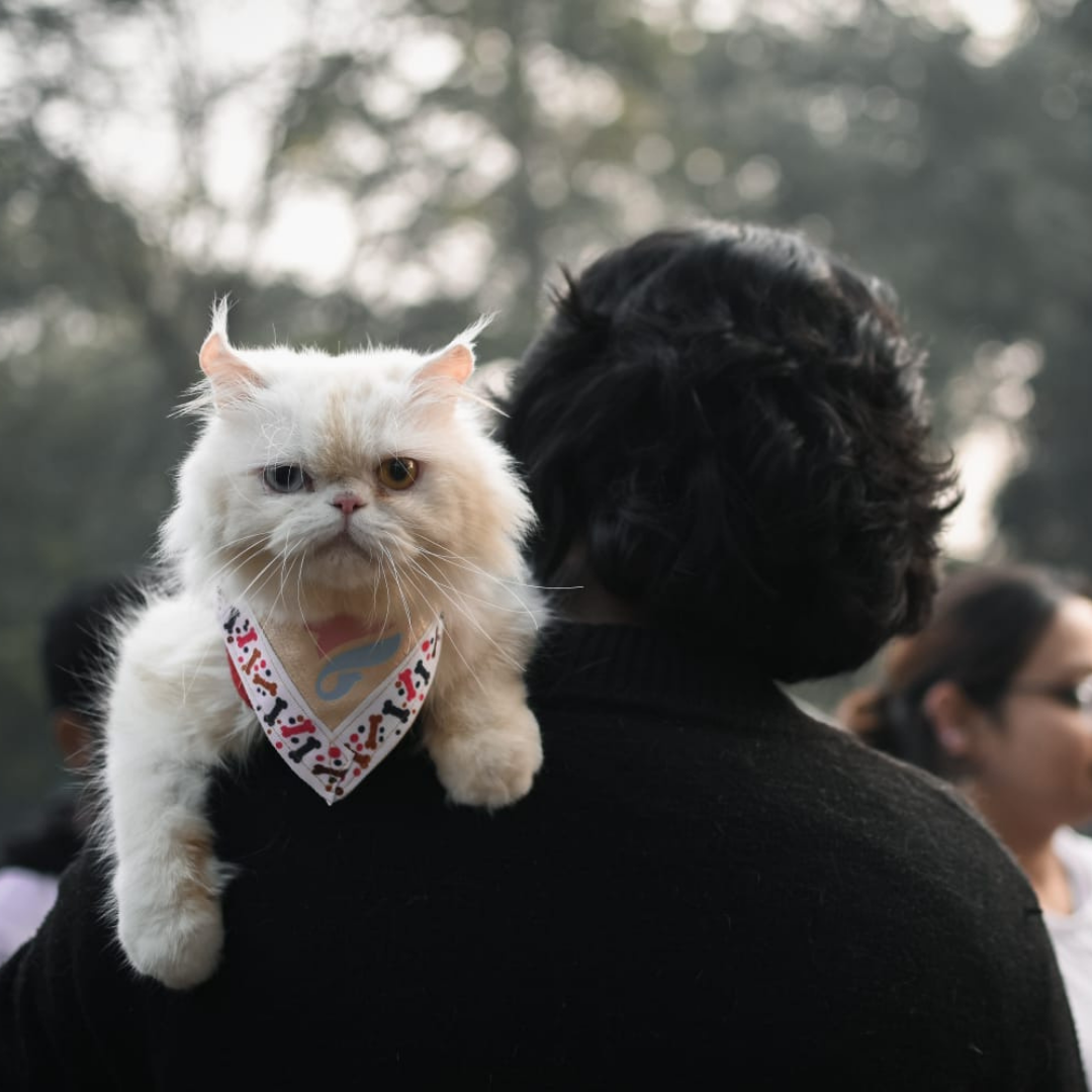 Prabha Khaitan Foundation - Nature & Wildlife - Animal Welfare