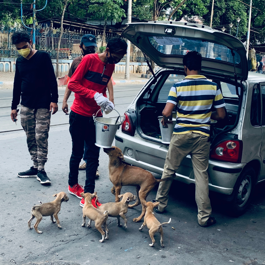 Prabha Khaitan Foundation - Nature & Wildlife - Animal Welfare